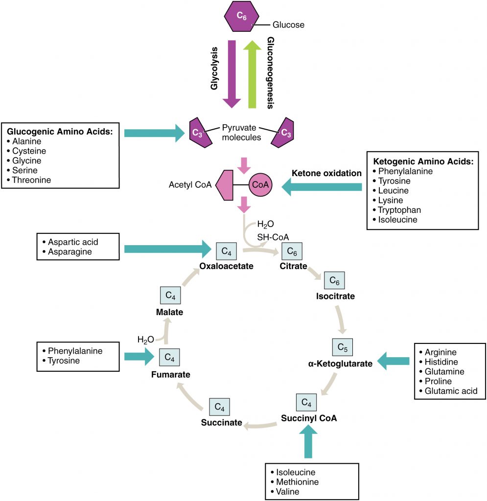 Energy from Amino Acids