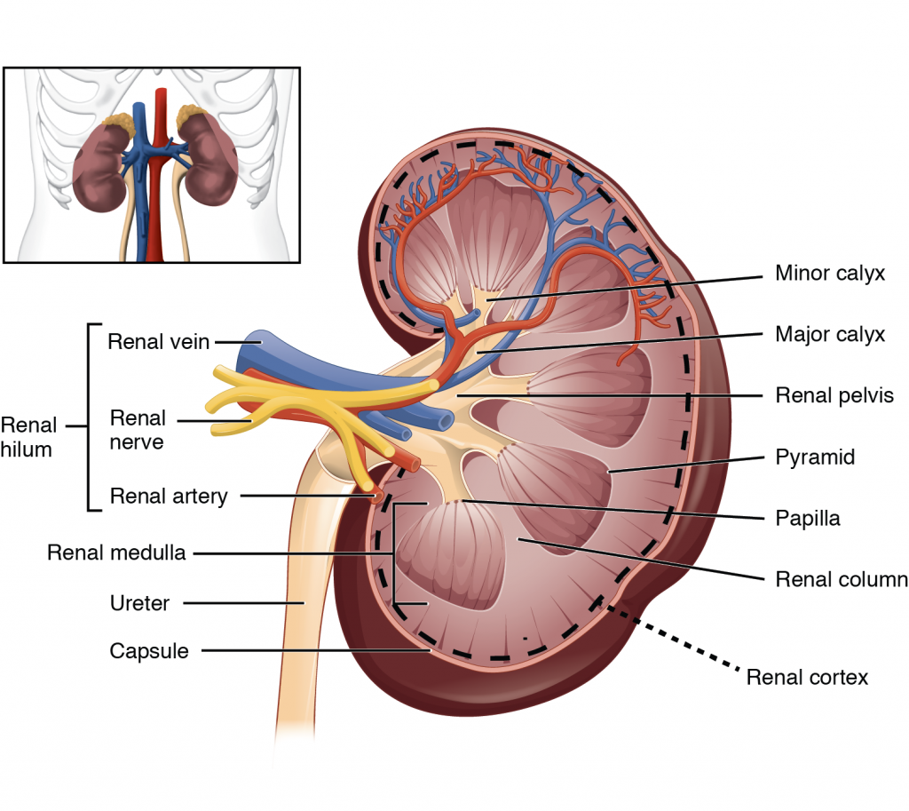 Left Kidney.