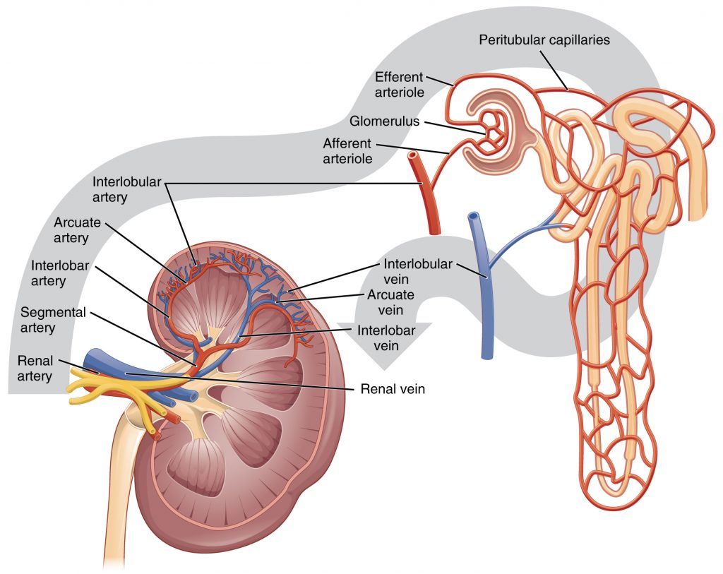 Blood Flow in the Kidney.