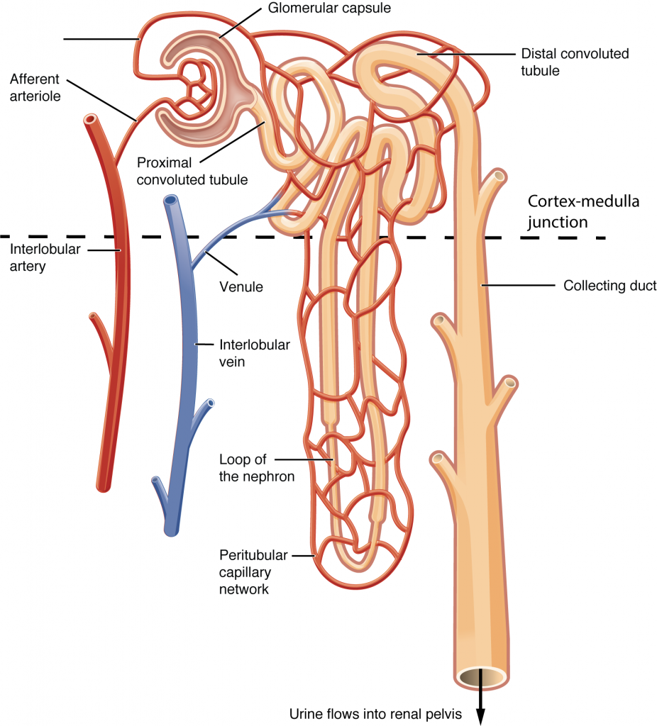 Blood Flow in the Nephron