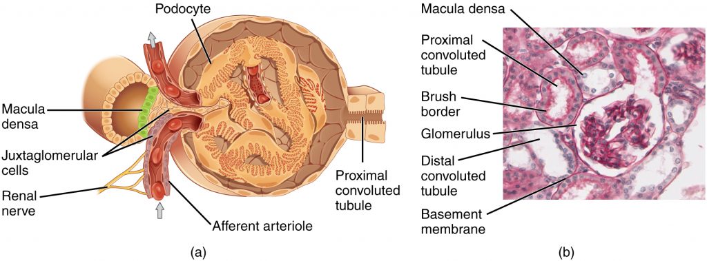 Juxtaglomerular Apparatus and Glomerulus