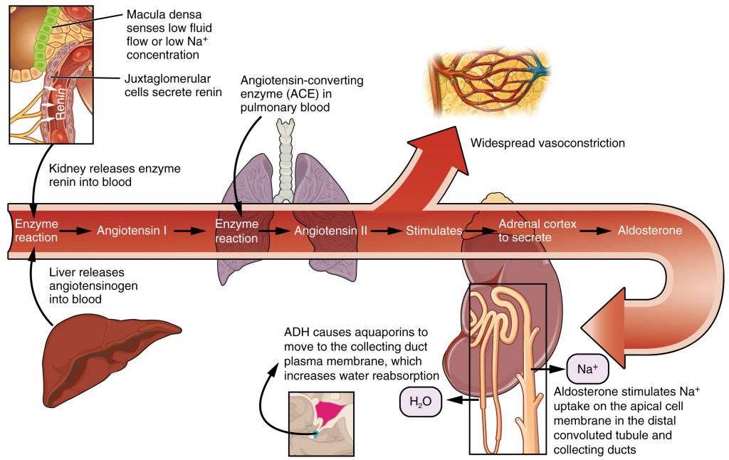 Conversion of Angiotensin I to Angiotensin II