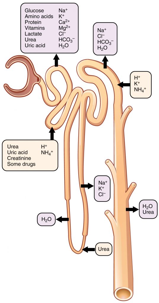 Locations of Secretion and Reabsorption in the Nephron.