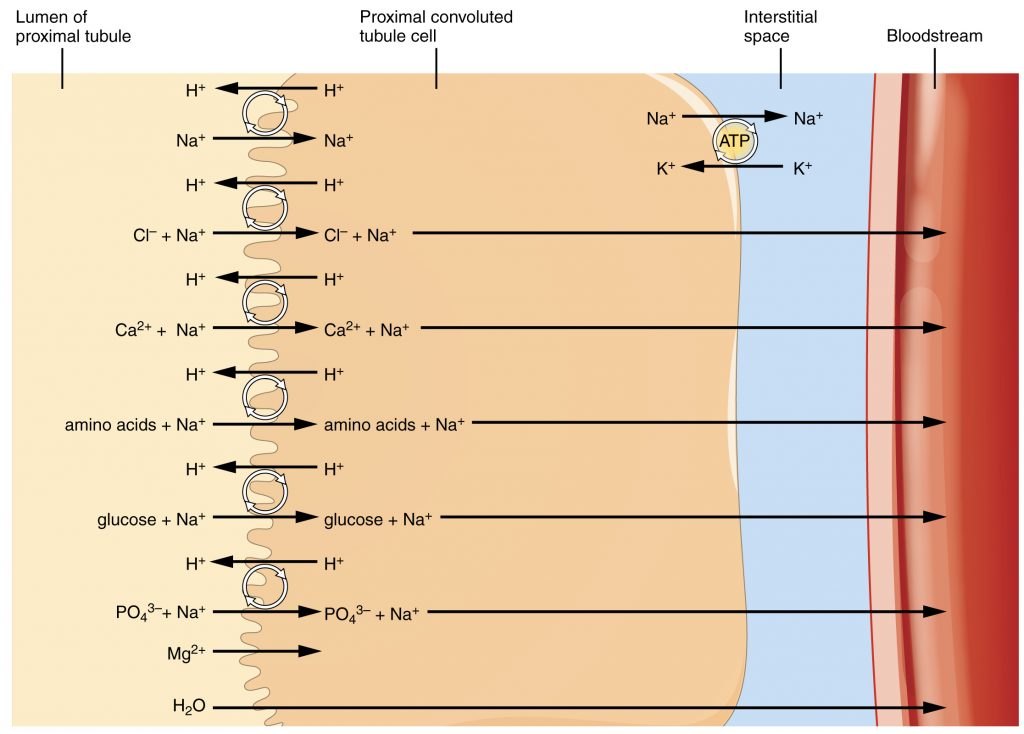 Substances Reabsorbed and Secreted by the PCT.