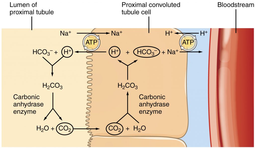Reabsorption of Bicarbonate from the PCT.