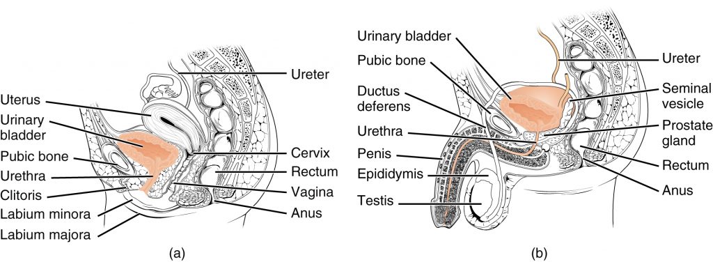 Female and Male Urethras