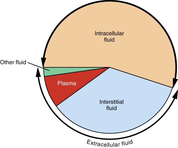 A Pie Graph Showing the Proportion of Total Body Fluid in Each of the Body’s Fluid Compartments