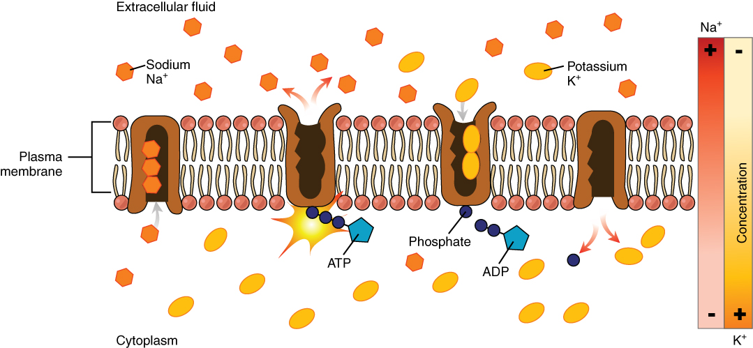 The Sodium-Potassium Pump