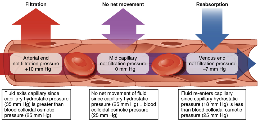 Capillary Exchange