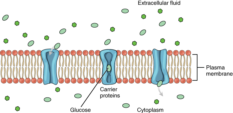 Facilitated Diffusion