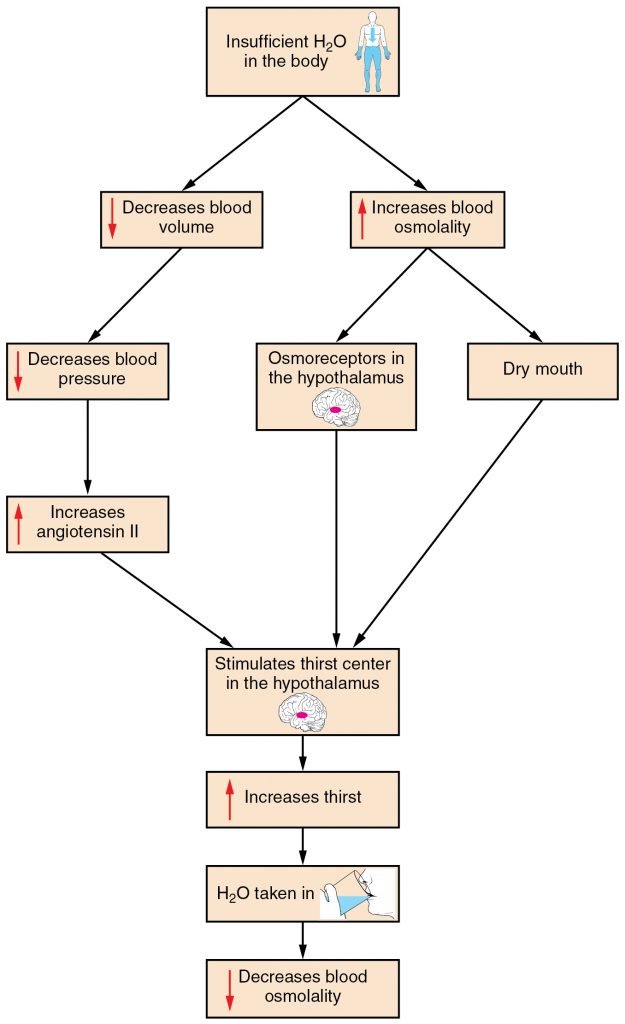 A Flowchart Showing the Thirst Response