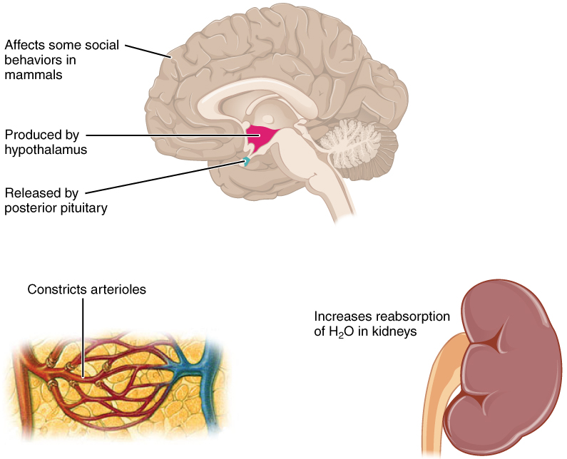Antidiuretic Hormone (ADH)