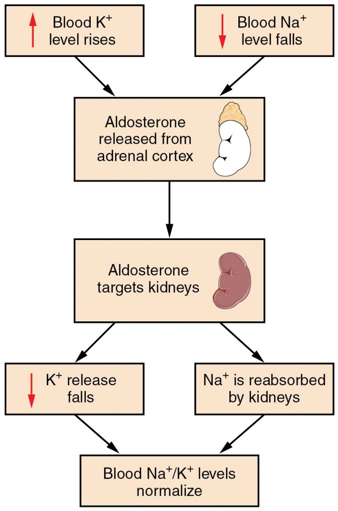 The Aldosterone Feedback Loop
