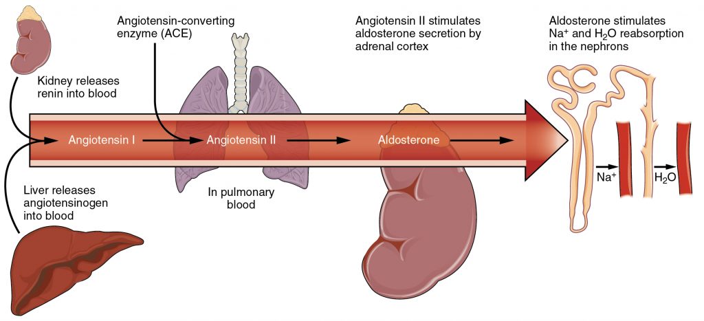 The Renin-Angiotensin System