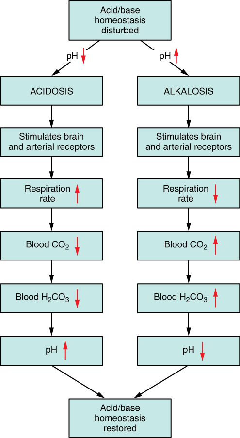 Respiratory Regulation of Blood pH