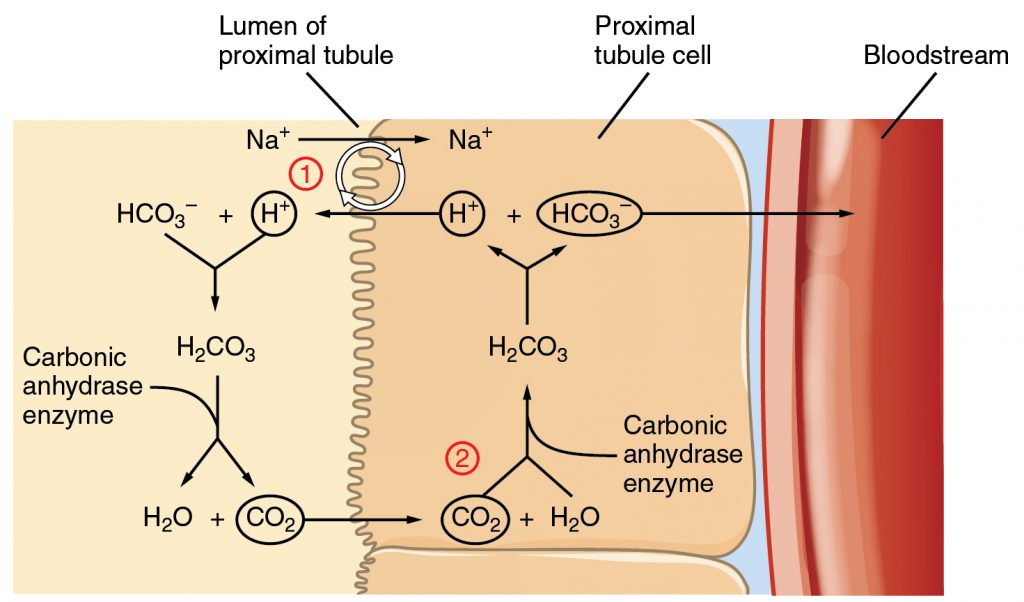 Conservation of Bicarbonate in the Kidney