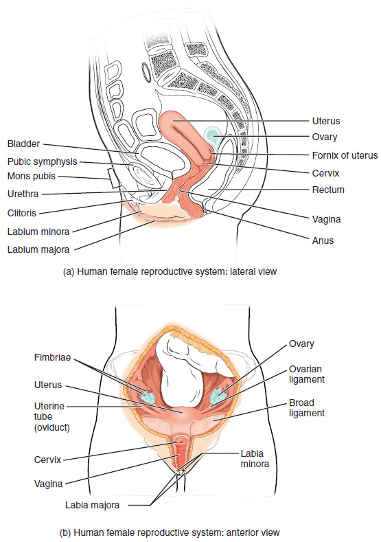 Anatomy of a vagina, uterus, ovaries and pelvic cavity