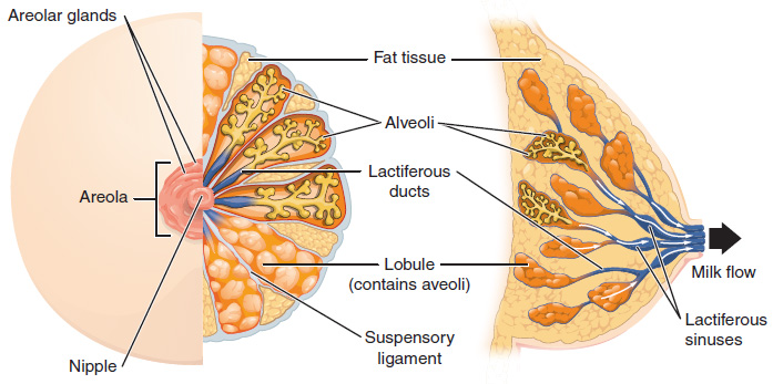 Anatomy of a Breast