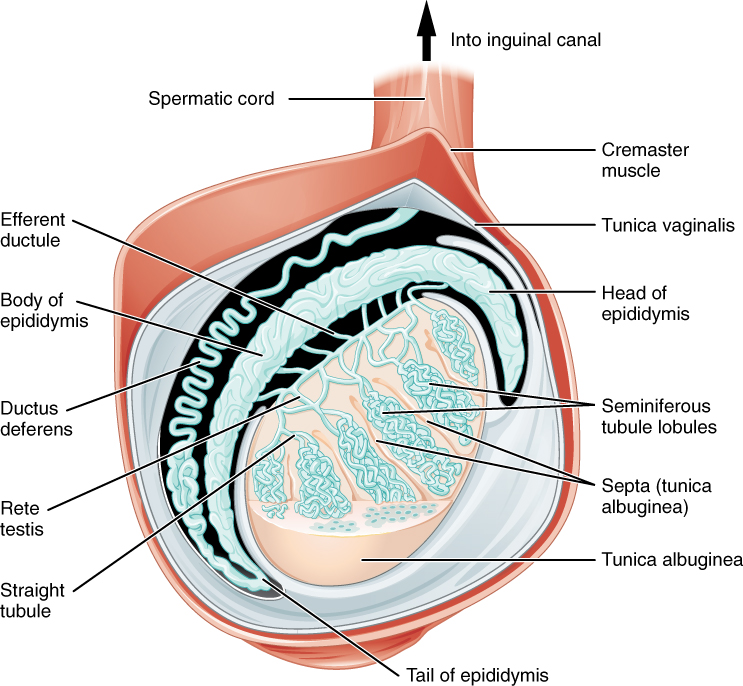 Anatomy of a Testis