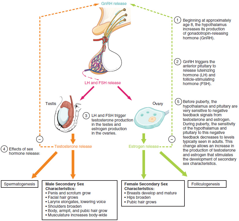Hormones of Puberty