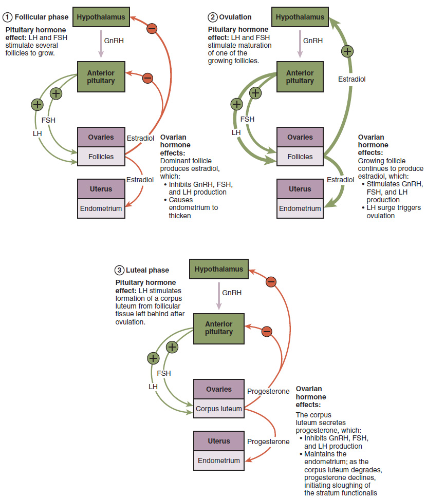 Hormonal Regulation of Ovulation