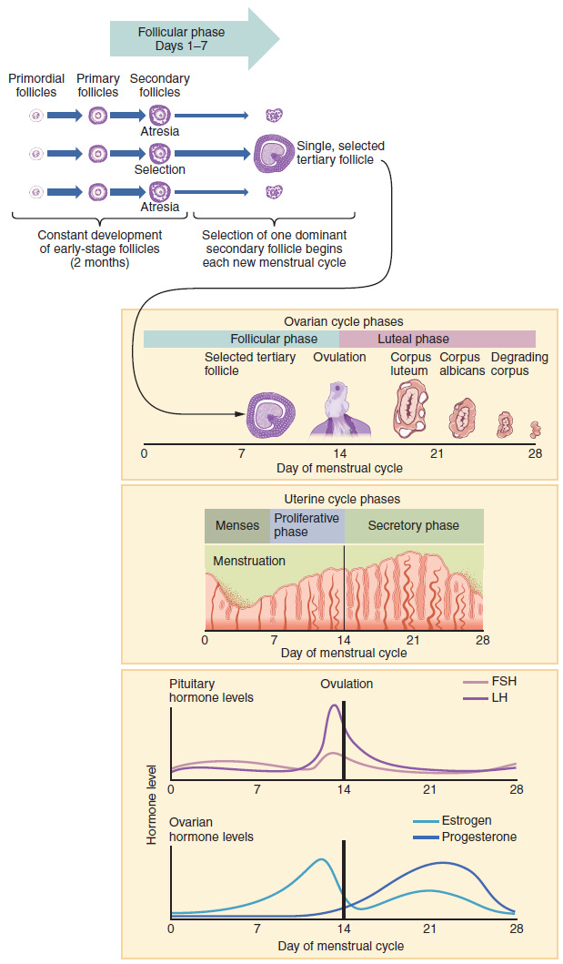 Hormone Levels in Ovarian and Menstrual Cycles