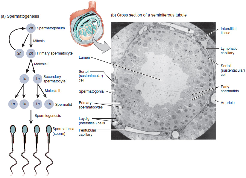 Spermatogenesis