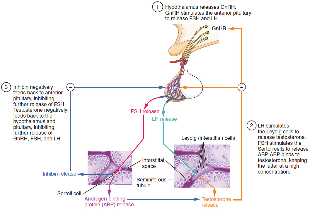 Regulation of Testosterone Production