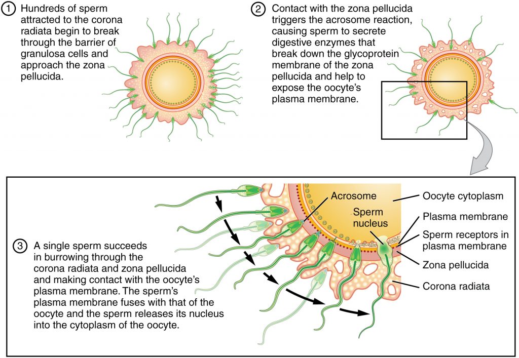 Sperm and the Process of Fertilization