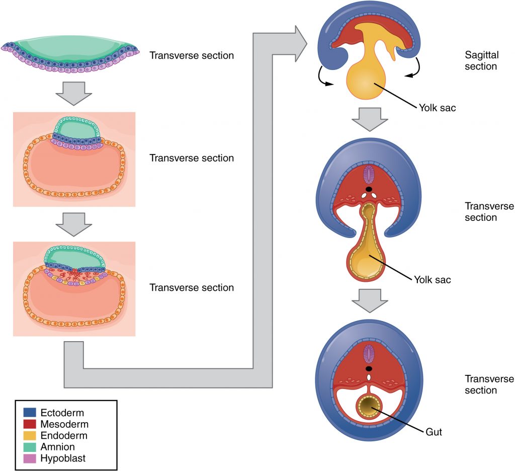 Embryonic Folding