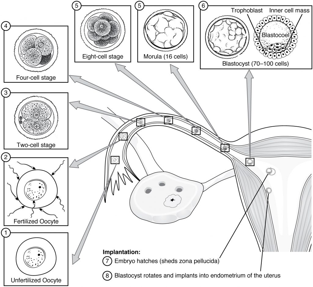 Pre-Embryonic Development