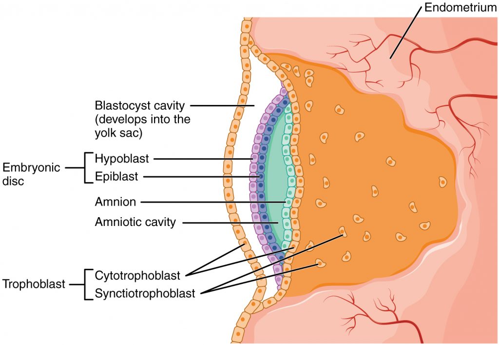 Development of the Embryonic Disc