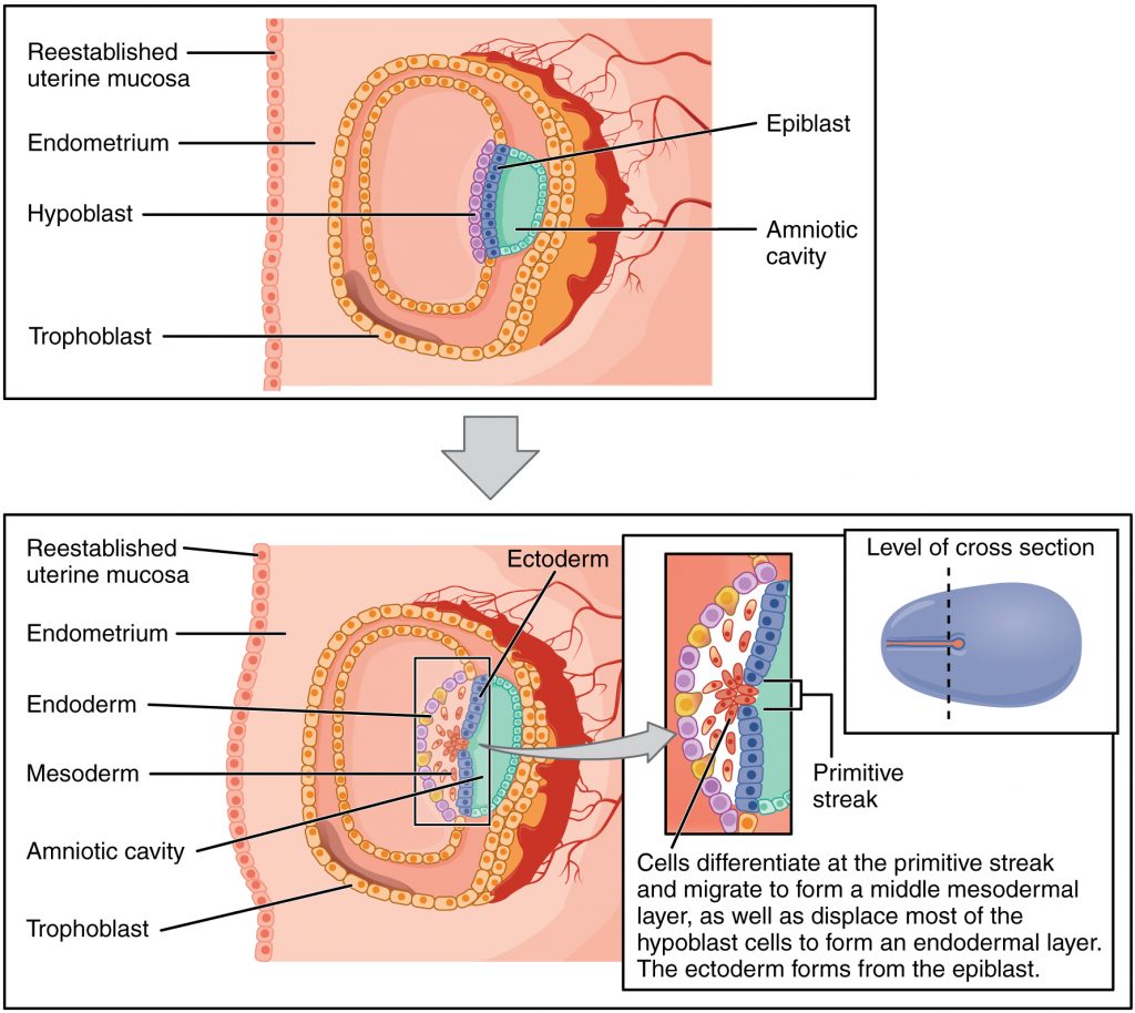 Germ Layers