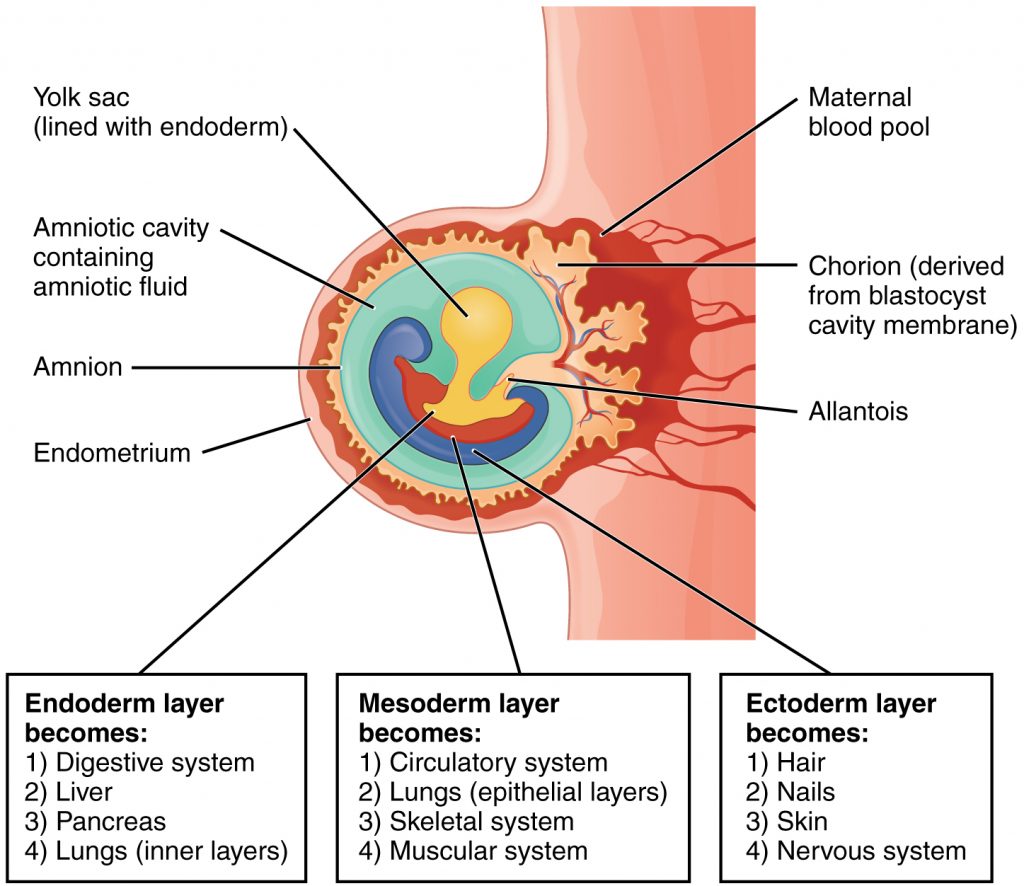 Fates of Germ Layers in Embryo
