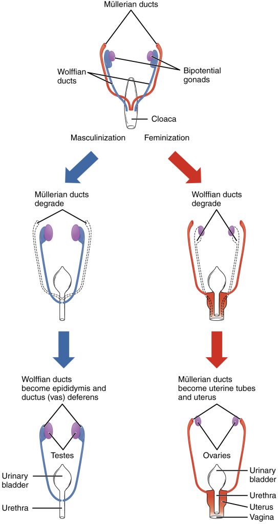 Sexual Differentiation