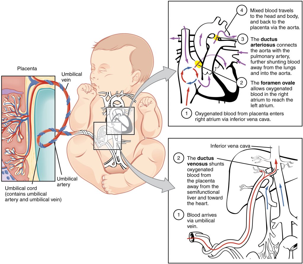 Fetal Circulatory System