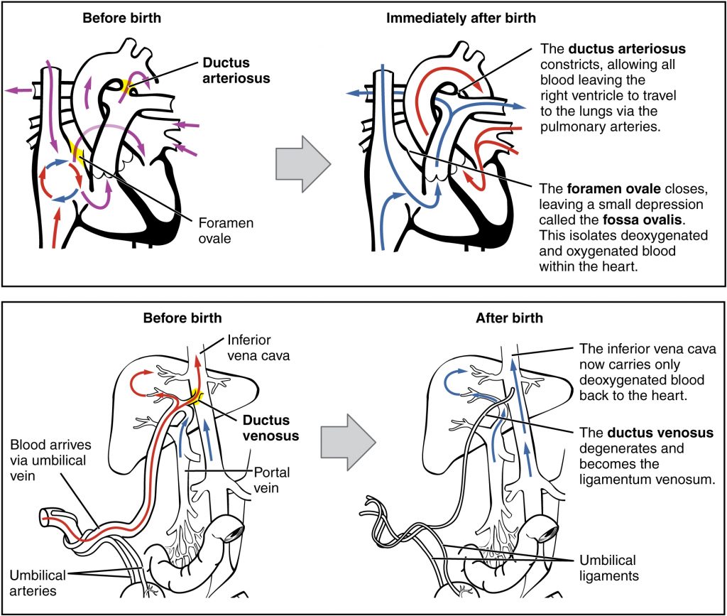 Neonatal Circulatory System