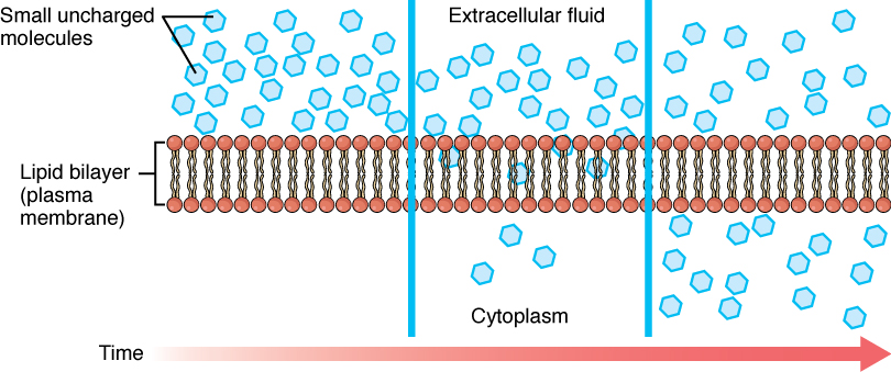 Simple Diffusion Across the Cell (Plasma) Membrane