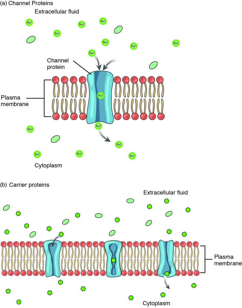 Facilitated Diffusion