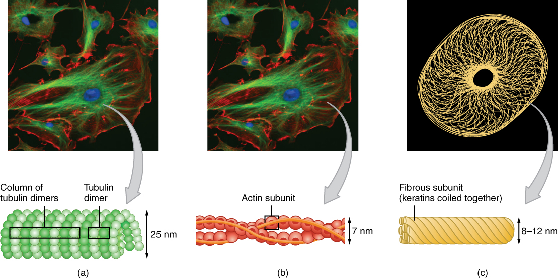 The Three Components of the Cytoskeleton