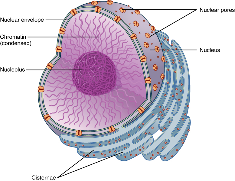 The Nucleus