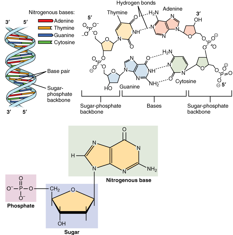 Molecular Structure of DNA