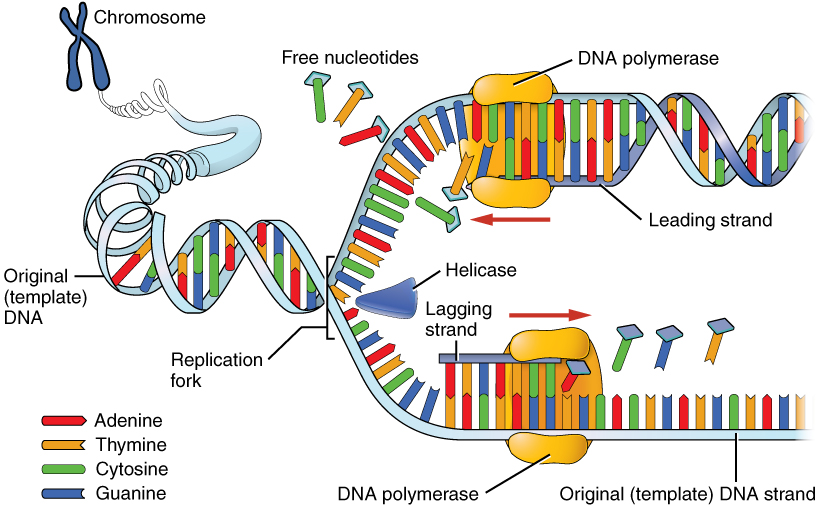 DNA Replication