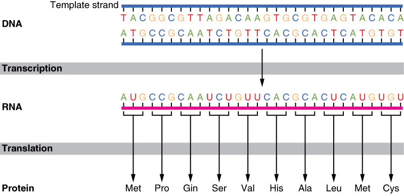 The Genetic Code