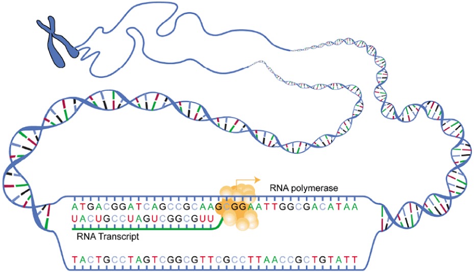 Transcription: from DNA to mRNA
