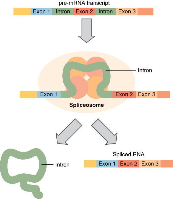 Splicing DNA