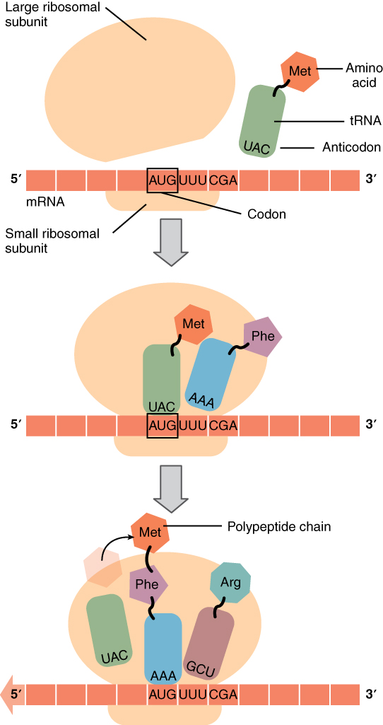 Translation from RNA to Protein