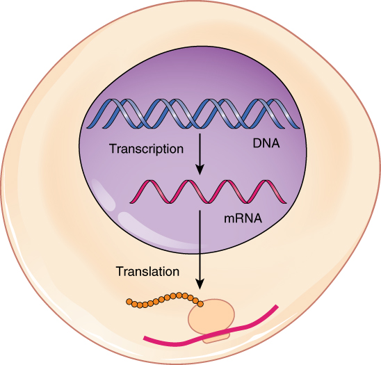 From DNA to Protein: Transcription through Translation