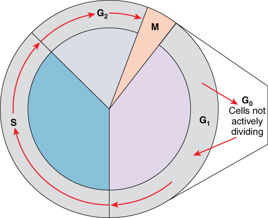 Cell Cycle