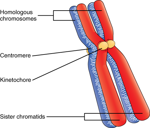 A Homologous Pair of Chromosomes with their Attached Sister Chromatids